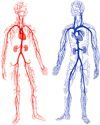 arteries-and-veins