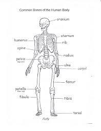 Bones and joints - Amardeep Multispeciality Children Hospital