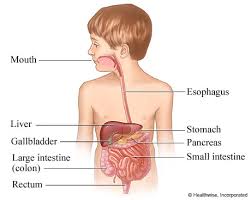 digestive-system-1