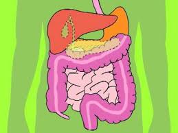 digestive-system