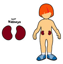 kidneys-1