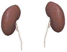 kidneys-2