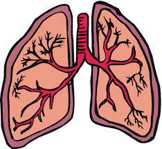 lungs-1