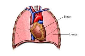 lungs