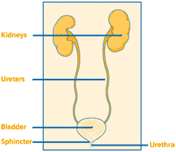 posterior-urethral-valves-1